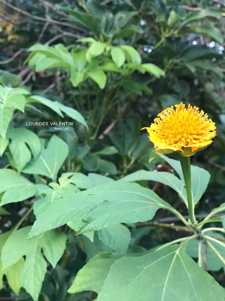 Dainty Yellow Flower in Miami Springs FL Journey into a Beautiful World