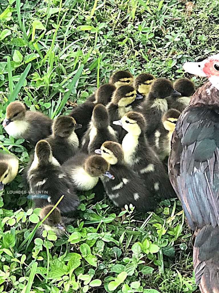 Baby Ducklings Journey into a Beautiful World